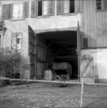 Goats infected by the malta fever in the Ferret valley, 1958