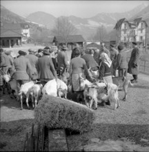Signpost against dog faeces, 1960