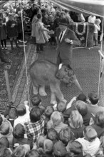 Young elephant on the Jelmoli roof 1963