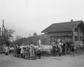 Separation of the sheep in autumn, 1941