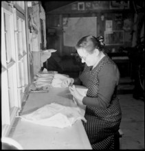 Farming camp. trainee. span of cows. 1943
