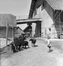 Autumnal hunting in Elgg, 1958