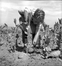 Tobacco leaves drying in the Vallée de la Broye, 1941