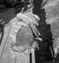 Elderly woman gaining tobacco seed, 1942