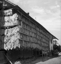 Man binding together tobacco leaves, 1941