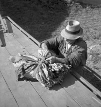 Elderly woman sowing tobacco seed, 1942