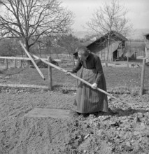 Tobacco field in Salavaux, 1942