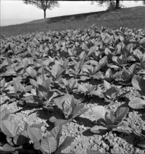 Tobacco leaves drying in the Vallée de la Broye, 1941