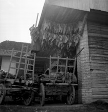 Woman hanging up tobacco leaves, 1941