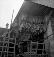 Elderly woman gaining tobacco seed, 1942