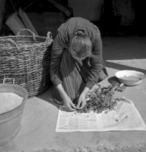 Man with tobacco leaves in the Vallée de la Broye, 1941
