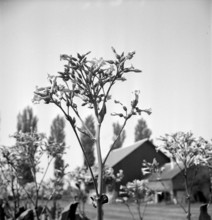 Tobacco field in Salavaux, 1942