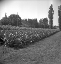 Man beading tobacco leaves, 1941