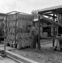 Producing cigars, 1952