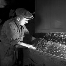 Cigarette factory Burrus, 1960