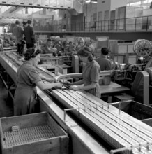 Producing cigars, 1952