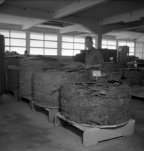 Cigarette factory Brunette, 1952