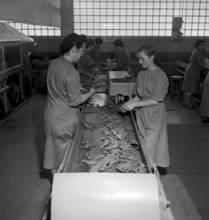 Cigarette factory Brunette, 1952