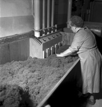 Cigarette factory Brunette, 1952