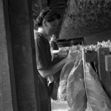 Cigarette factory Burrus, 1960