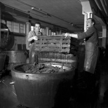 Producing cigars, 1952