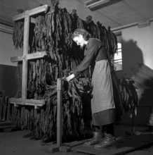 Producing cigars, 1952