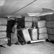 Cigarette factory Brunette, 1952