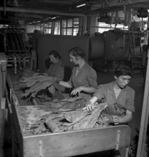 Cigarette factory Brunette, 1952