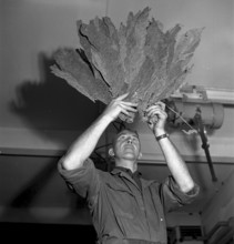 Cleuson-Dixence, avalanche disaster, recovery of teh killed workers, 1944