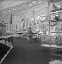 SAFFA fair 1958: women cooking spaghetti at snack booth