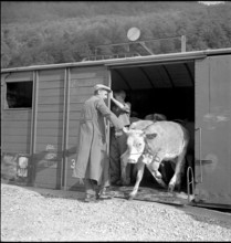 Sheep shed and granary in Randa VS 1973