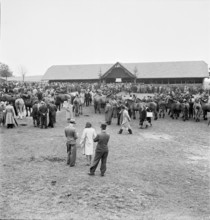42nd MarchéConcours Saignelégier, Marktring, 1945