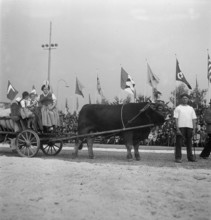 Farmers with cattle at the Züka 1947