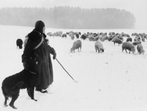 Flock of sheep in the snow, Schönbühl 1971