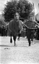 63rd Marché Concours Saignelégier, 1966