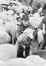 Sheep shearing in Riffenmatt, 1969