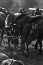 Horse market of ChaindonReconvilier, 1969