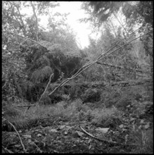 Gurnigelwald landslide area, forest damage, 1951