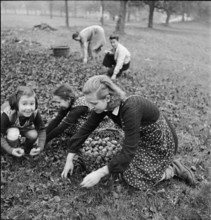 WWII: Rural Aid; Girl picking apples, 1939