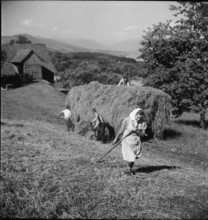 Young woman haymaking; 1943