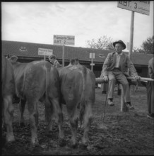 Farmer with young animals at the Zug breeding bull market in 1954