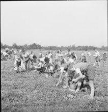 Schoolchildren gleaning grain in the Rhine Valley; 1941
