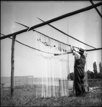 Lake Zurich fisherman near Bäch hangs net to dry, around 1945