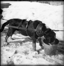 Sled dog of the Swiss mountain troops, 1940