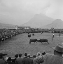 Cow fights in Valais, 1957
