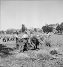 Rapeseed field Sechseläutenwiese; Harvest, 1944