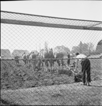 Agriculture on a football field; 1942