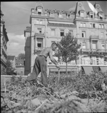 Potato field, potato harvest; Sechseläutenwiese; 1942