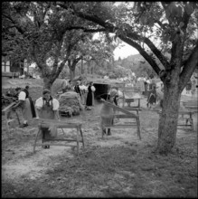 Brächete, breaking flax in Zäziwil, 1956