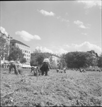 Potato field, potato harvest; Sechseläutenwiese; 1942